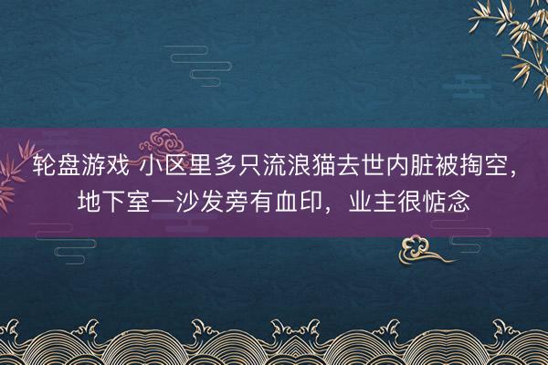 轮盘游戏 小区里多只流浪猫去世内脏被掏空,地下室一沙发旁有血印,业主很惦念