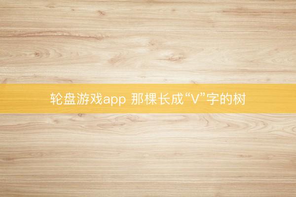 轮盘游戏app 那棵长成“V”字的树